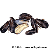 mussels