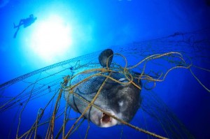 Marine Photobank fish caught in net