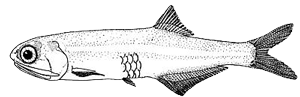 AnchovyNEFSC anchovy