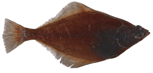 sole