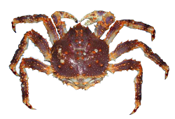 king crab 