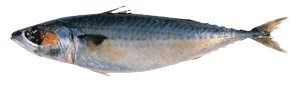 MackereFDA mackerel