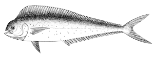 mahi mahi