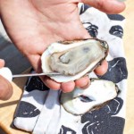 Oyster Shucking