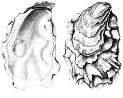 OysterFAO oyster