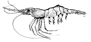 spot prawn 