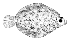pacific halibut