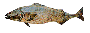 sablefish