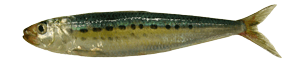 SardineSWFSC sardine