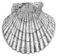 scallop