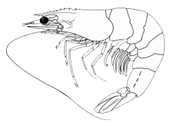 shrimp