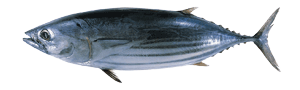 Skipjack tuna