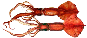 squid 