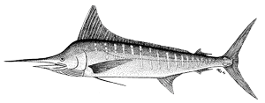 striped marlin 
