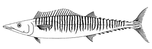 Wahoo