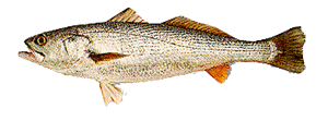 Weakfish