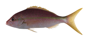 yellowtail snapper