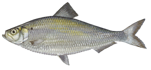 alewife