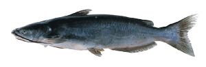 channel catfish