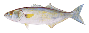 bluefish