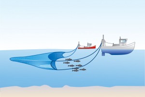 Trawl