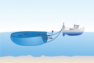 purse seine